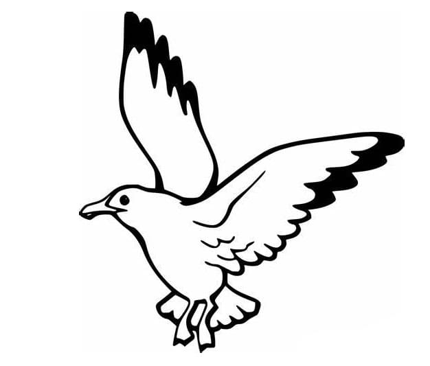 ระบายสี โครงร่างนกนางนวลฟรี