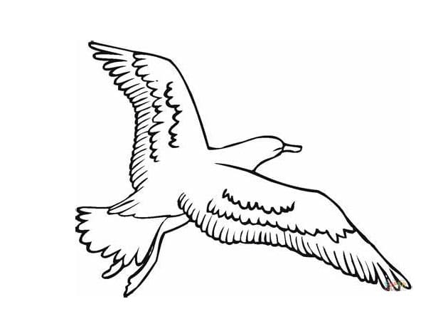 ระบายสี ลายนกนางนวล