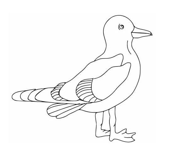 ระบายสี นกนางนวลฟรี