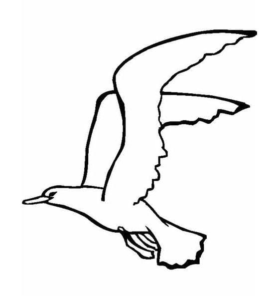 ระบายสี นกนางนวลฟรีสำหรับเด็ก