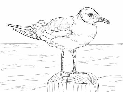 ระบายสี นกนางนวล JPG