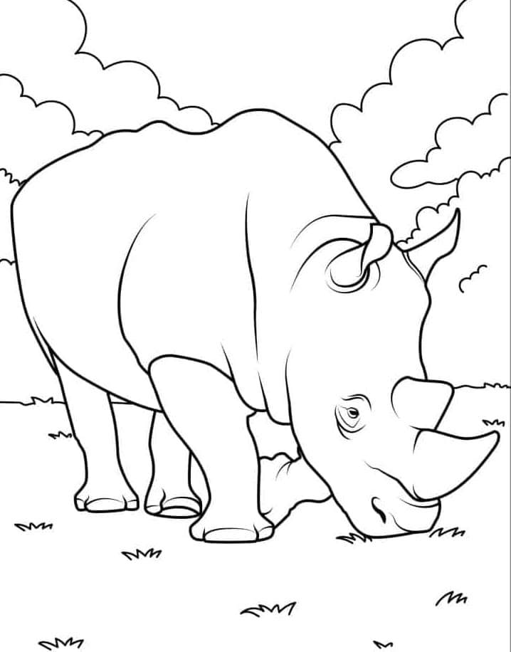 ระบายสี แรดดำ