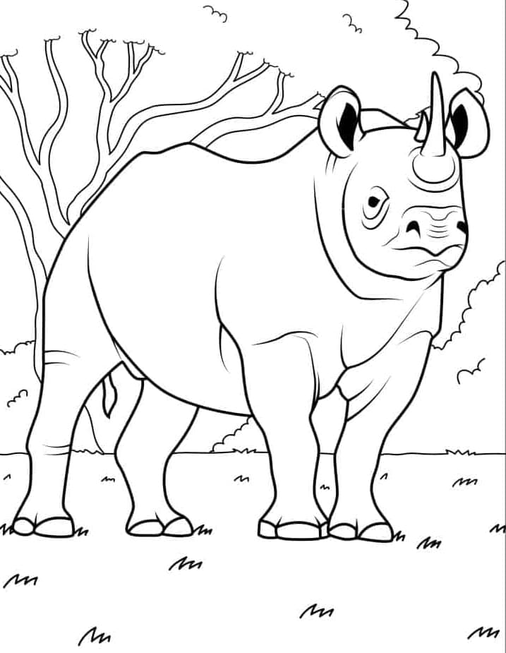 ระบายสี แรดขาว