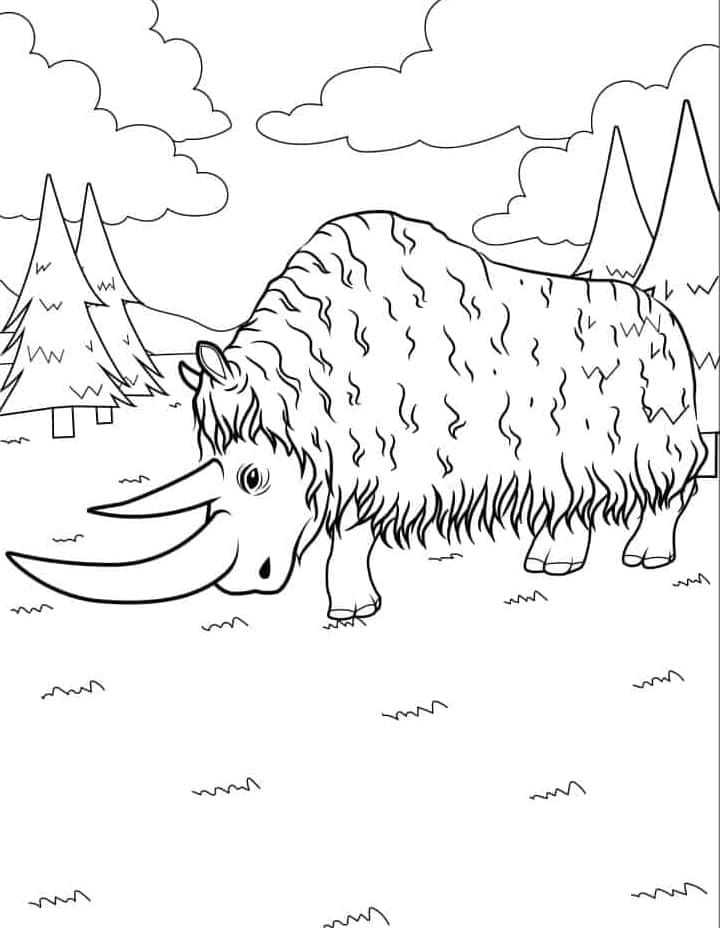 ระบายสี แรดขนยาว