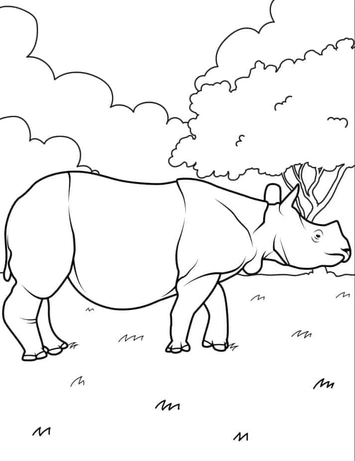 ระบายสี แรดอินเดีย