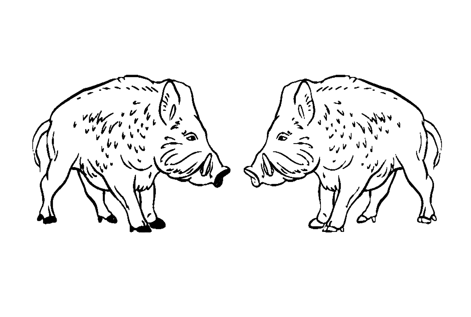 ระบายสี หมูป่า 2 ตัวเผชิญหน้ากัน