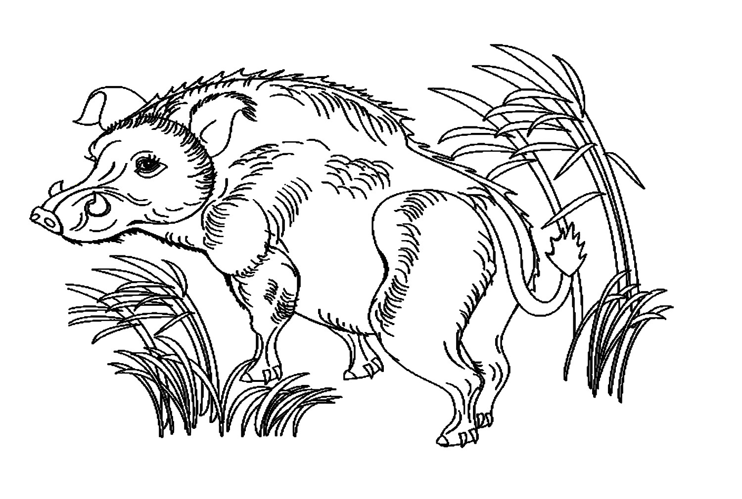 ระบายสี หมูป่าสไตล์เรียลลิตี้