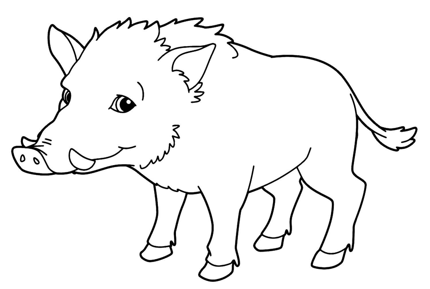 ระบายสี หมูป่าธรรมดาฟรี