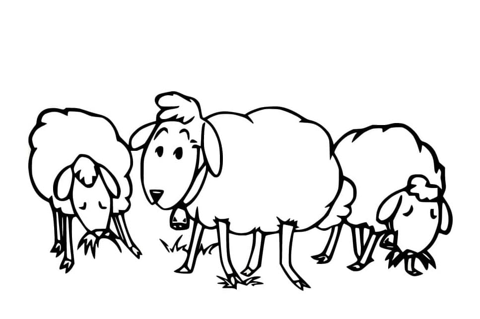 ระบายสี แกะสามตัว
