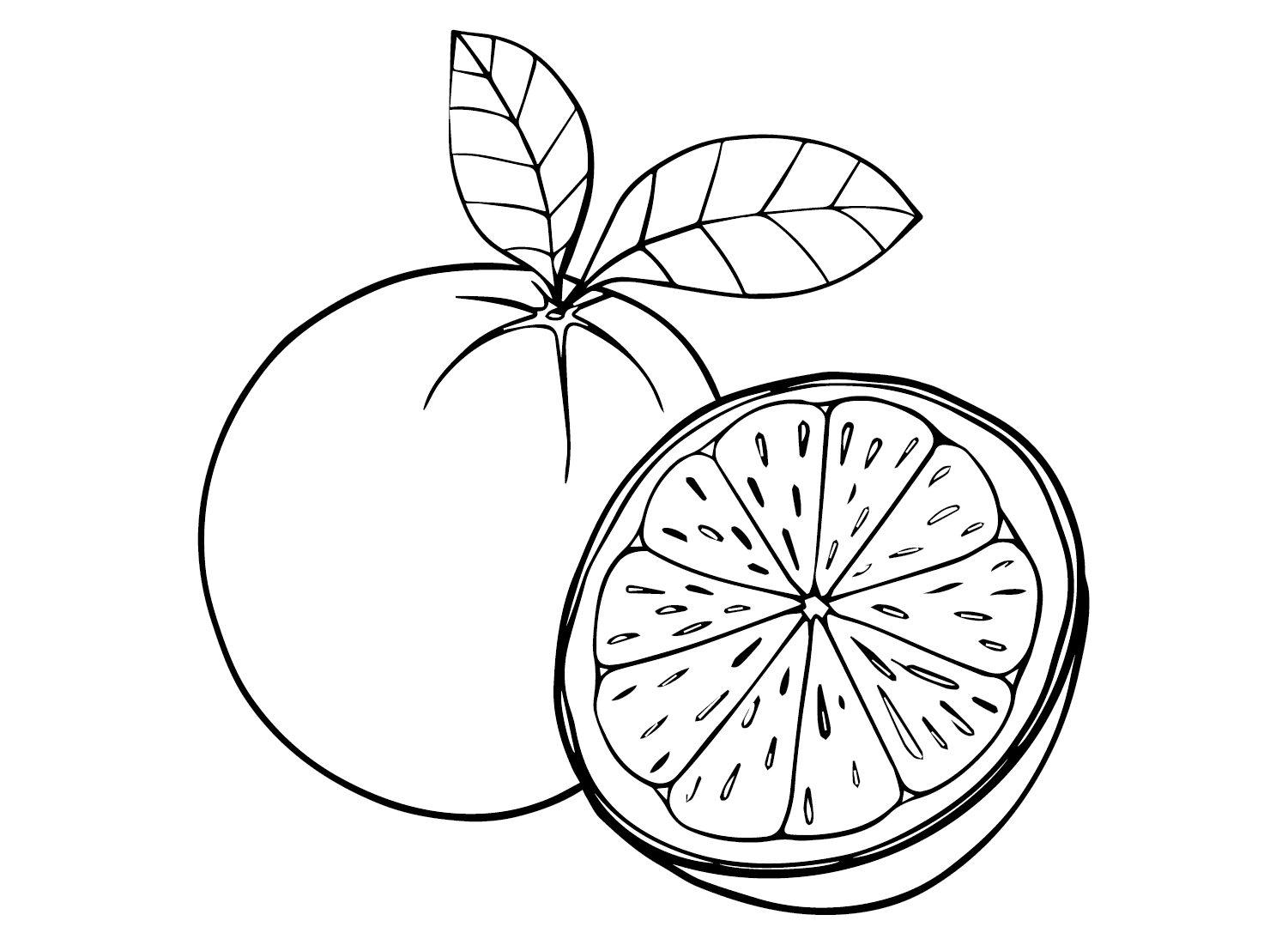 ระบายสี รูปภาพส้ม