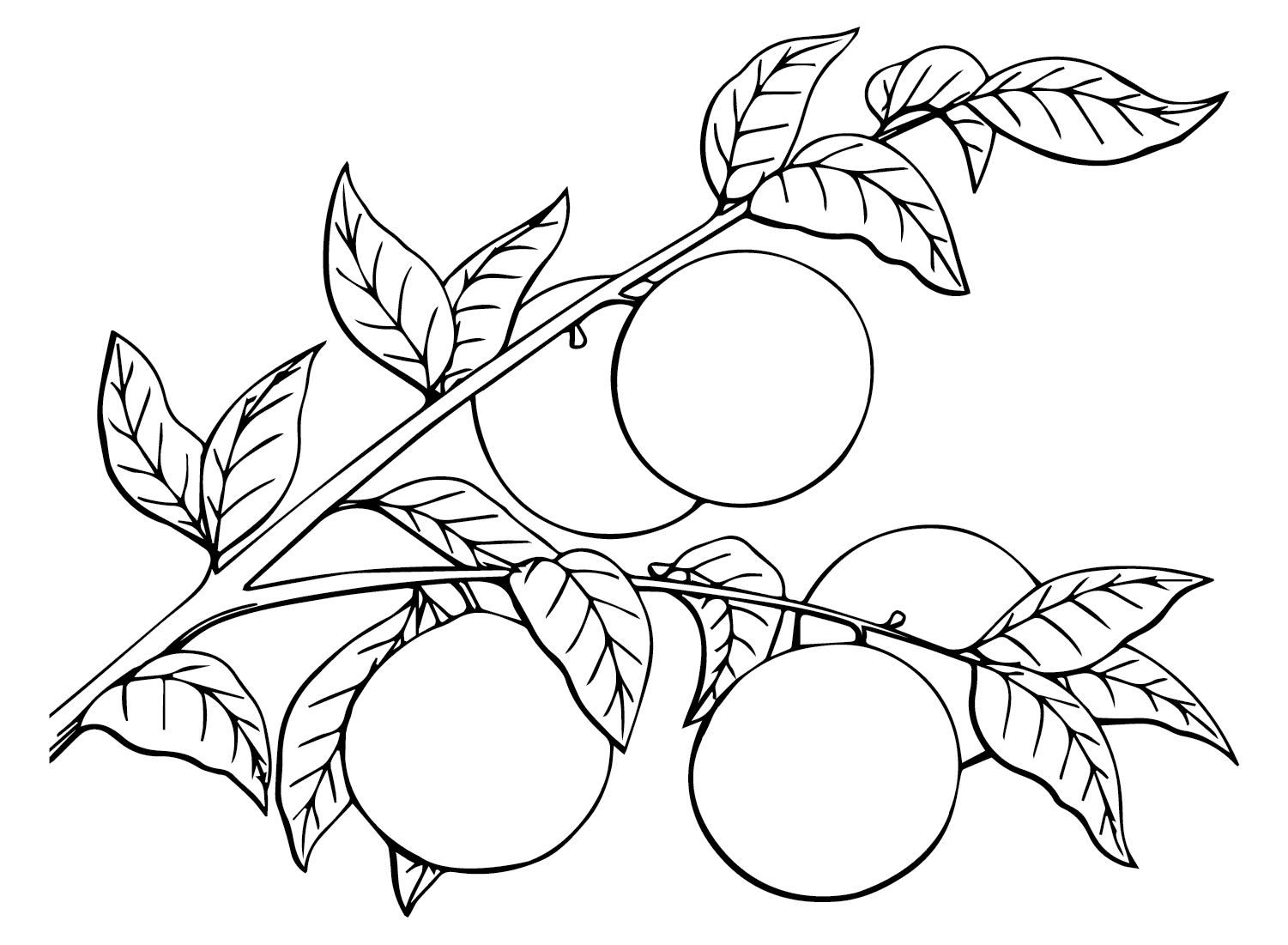 ระบายสี ส้มหวาน