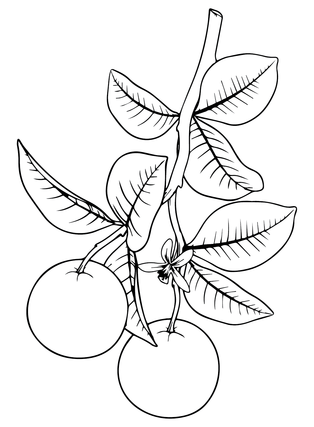 ระบายสี ส้มสามลูก