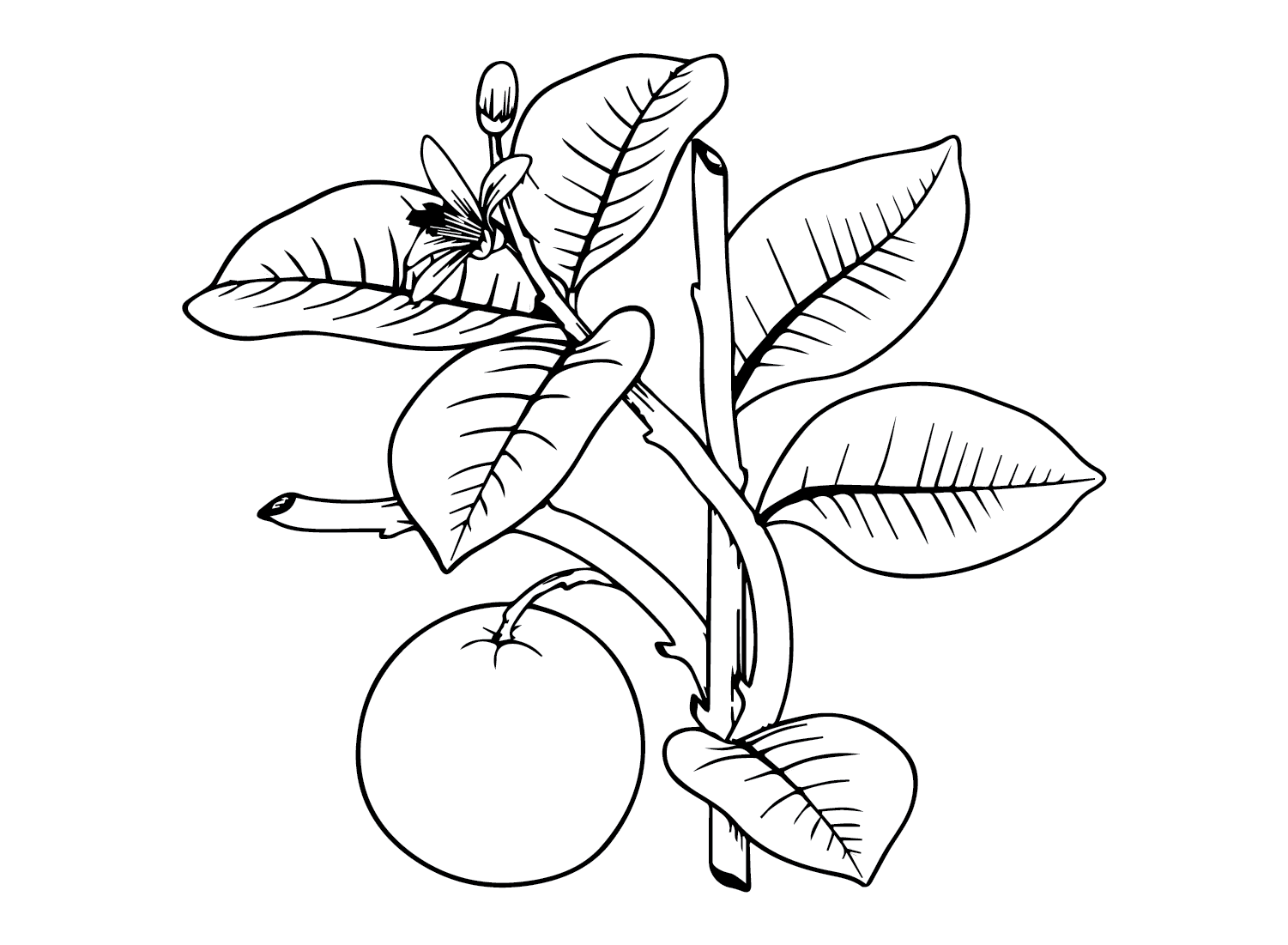 ระบายสี ส้มที่พิมพ์ได้