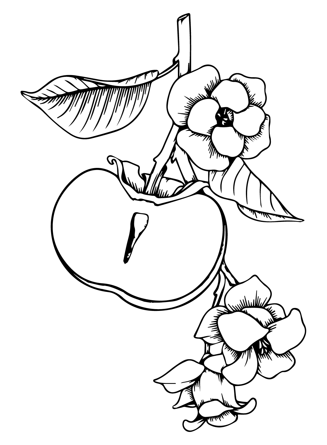 ระบายสี ดอกพลับ