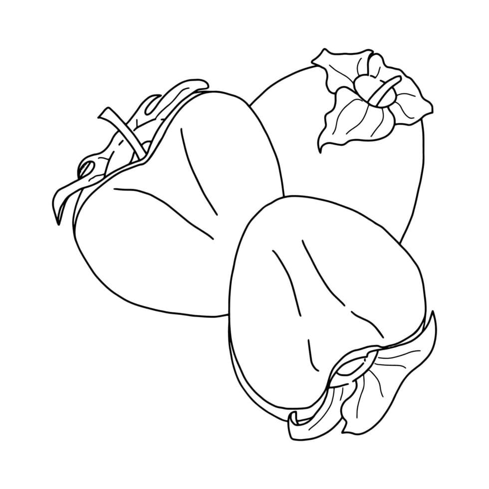 ระบายสี โครงร่างลูกพลับ