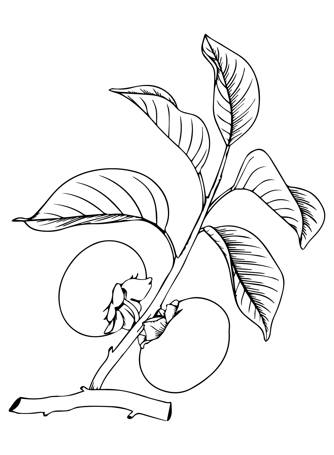 ระบายสี กิ่งลูกพลับ