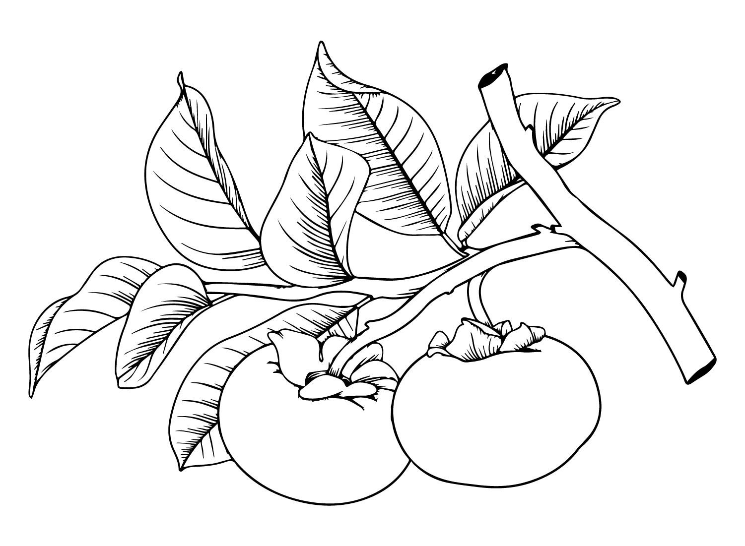 ระบายสี กิ่งพันธุ์ลูกพลับ