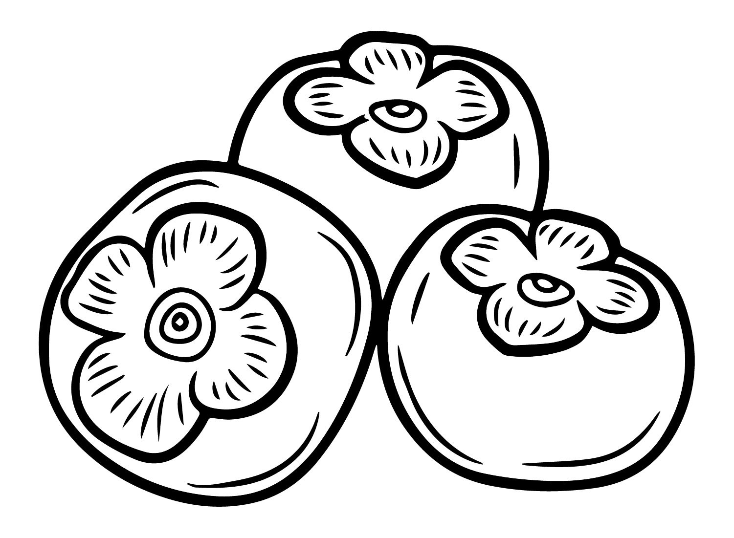 ระบายสี ลูกพลับแบบพิมพ์ได้