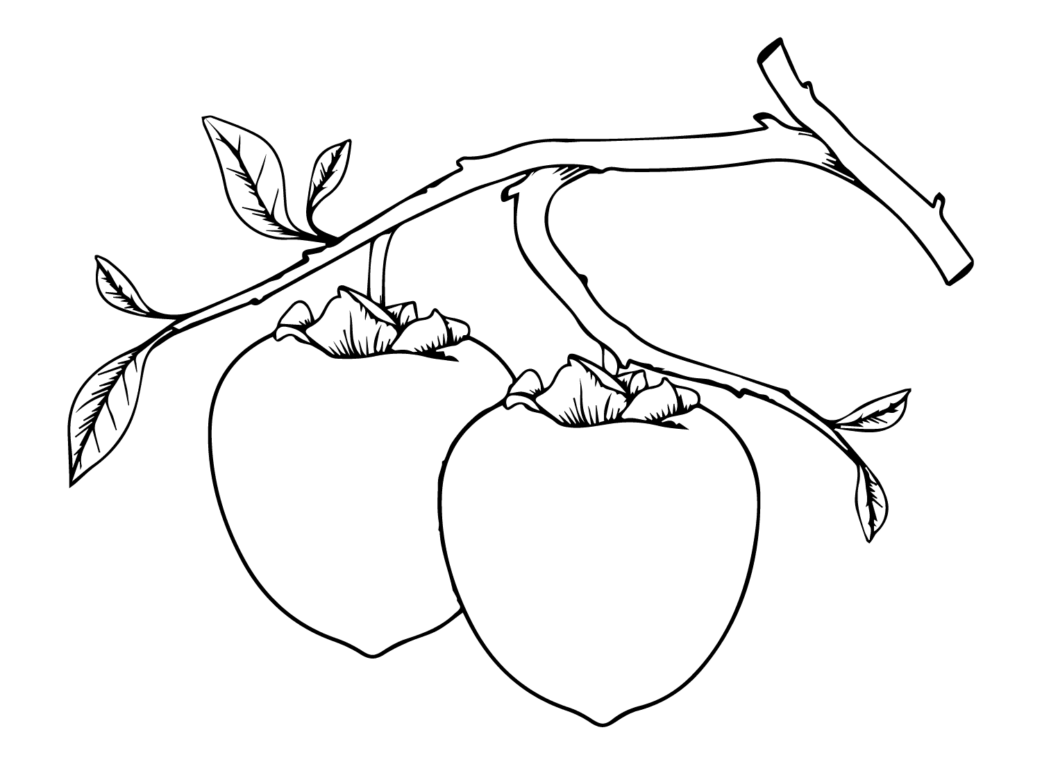 ระบายสี ลูกพลับแดง