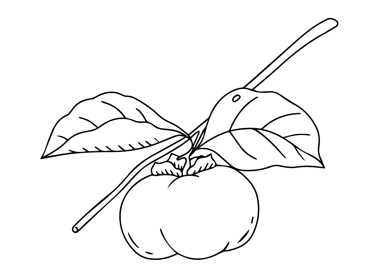 ระบายสี ลูกพลับพิมพ์