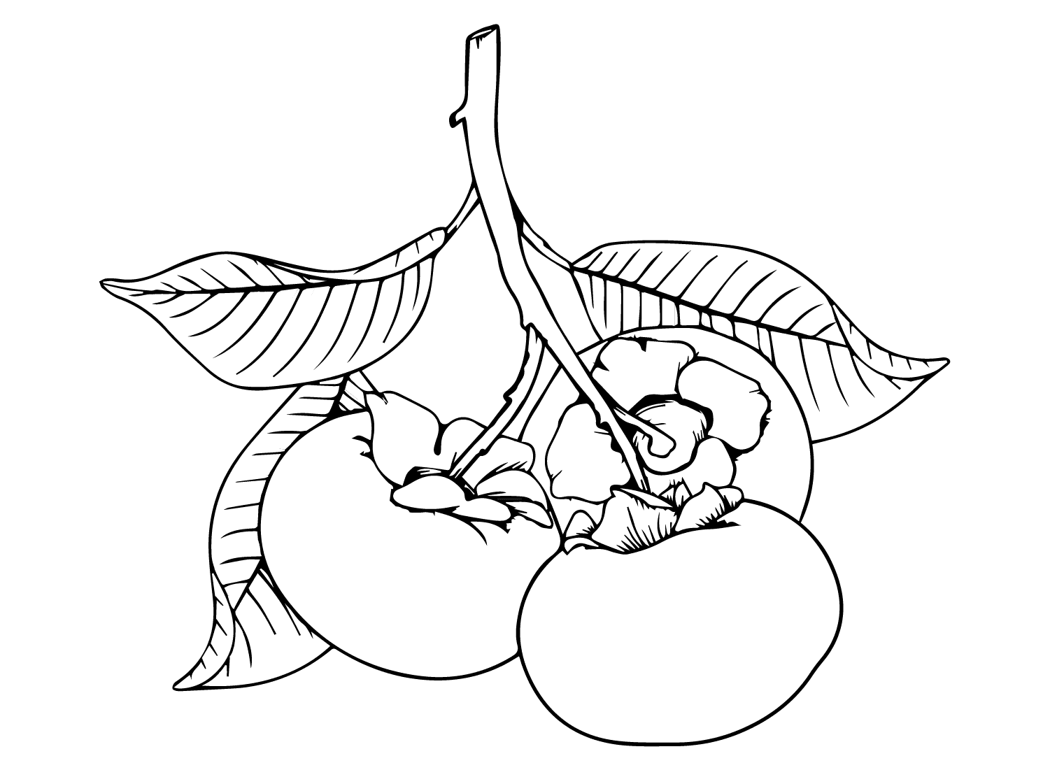 ระบายสี ลูกพลับสำหรับเด็ก