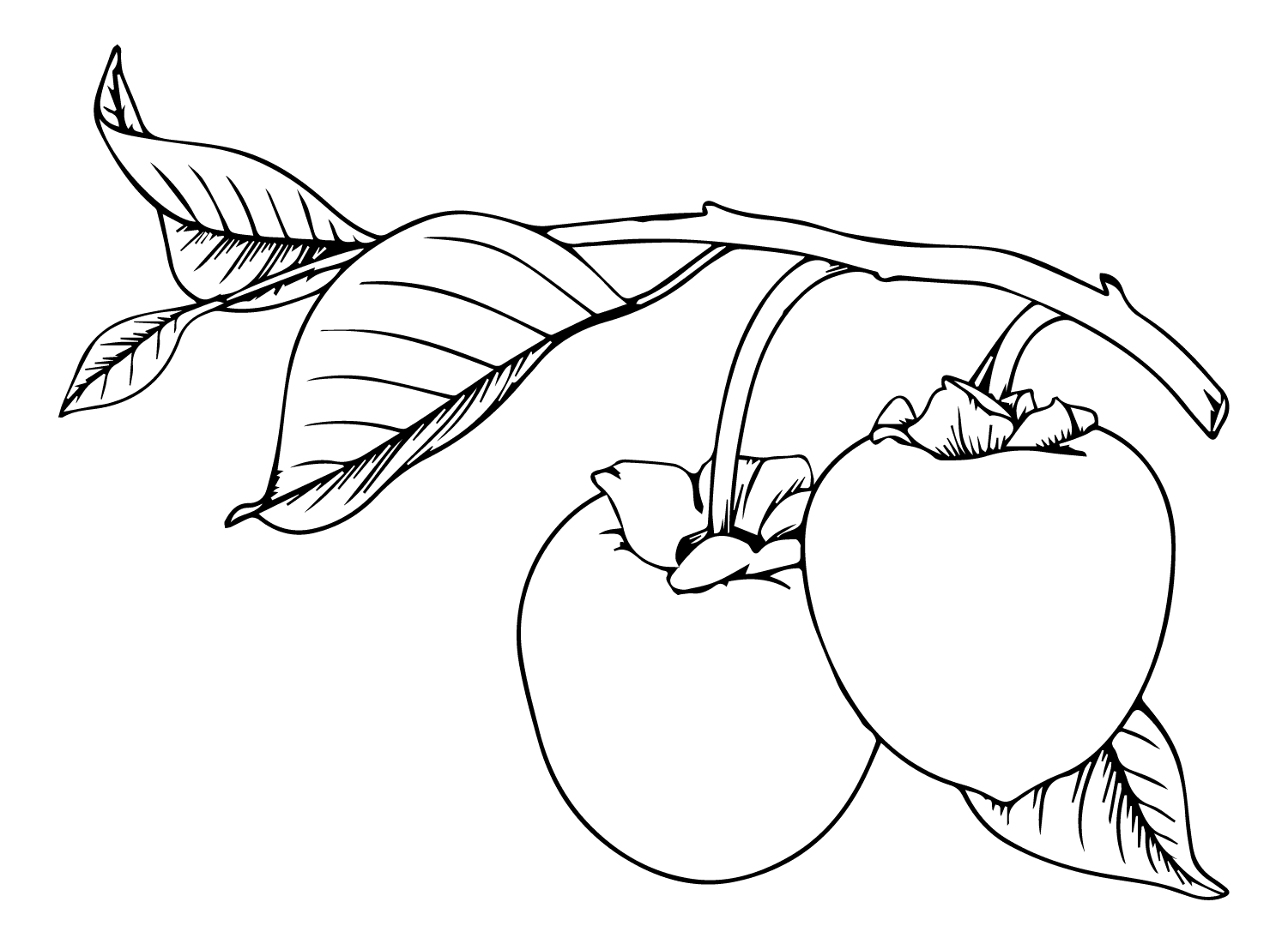 ระบายสี ลูกพลับสองลูก