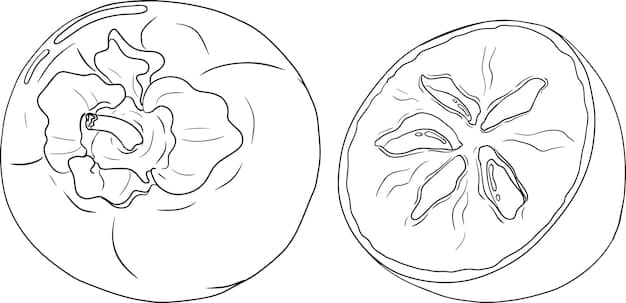 ระบายสี ลูกพลับอร่อย