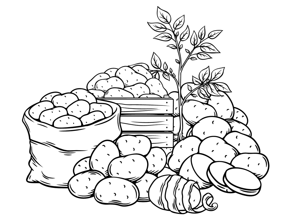 ระบายสี การเก็บเกี่ยวมันฝรั่งสด