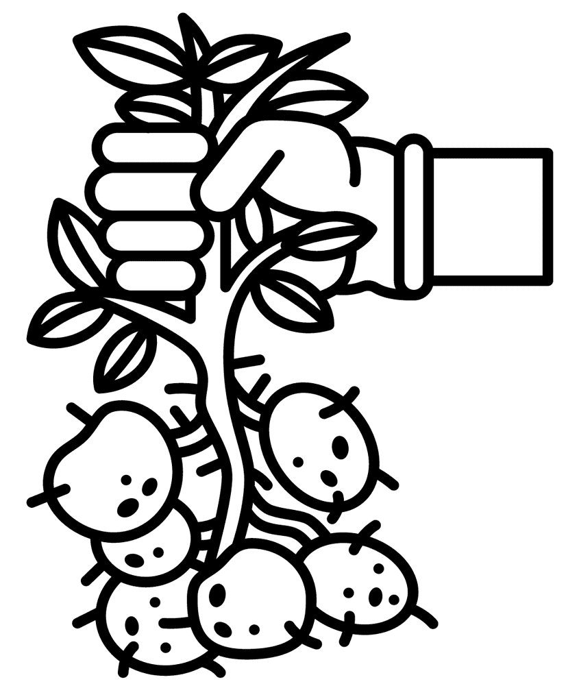 ระบายสี เก็บเกี่ยวมันฝรั่งสวน