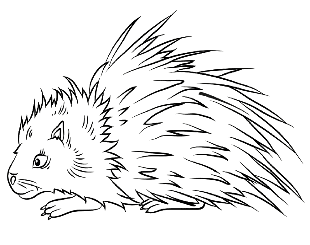 ระบายสี ภาพโครงร่างเม่น