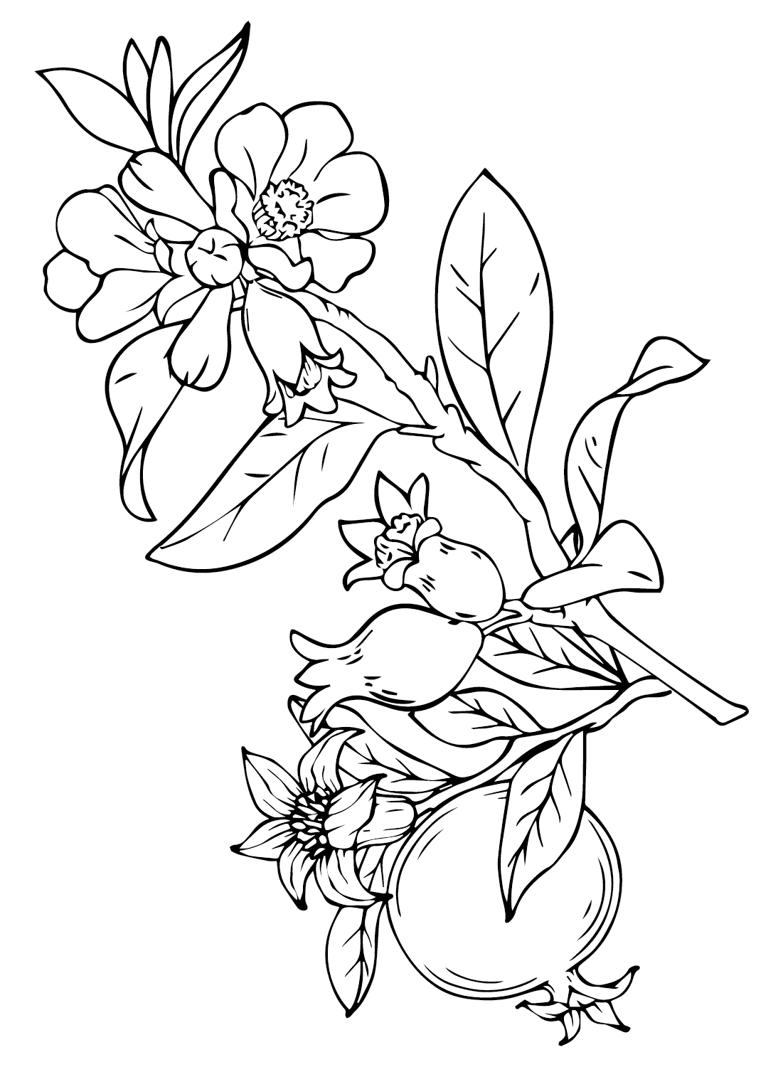 ระบายสี ภาพวาดทับทิม