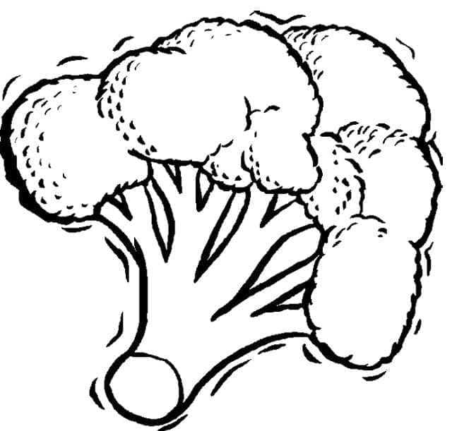 ระบายสี พิมพ์บร็อคโคลี่สำหรับเด็กฟรี