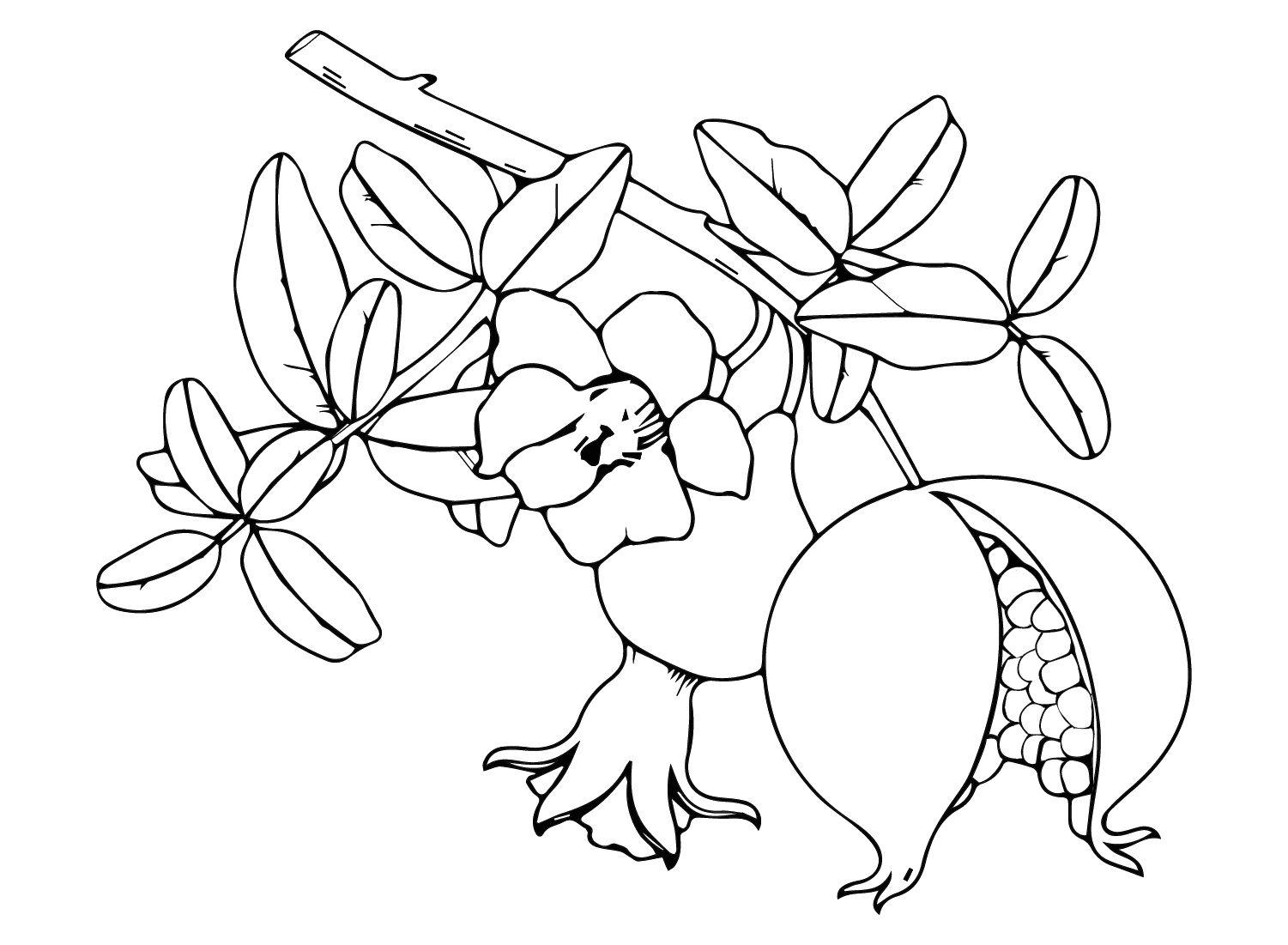 ระบายสี รูปภาพทับทิม