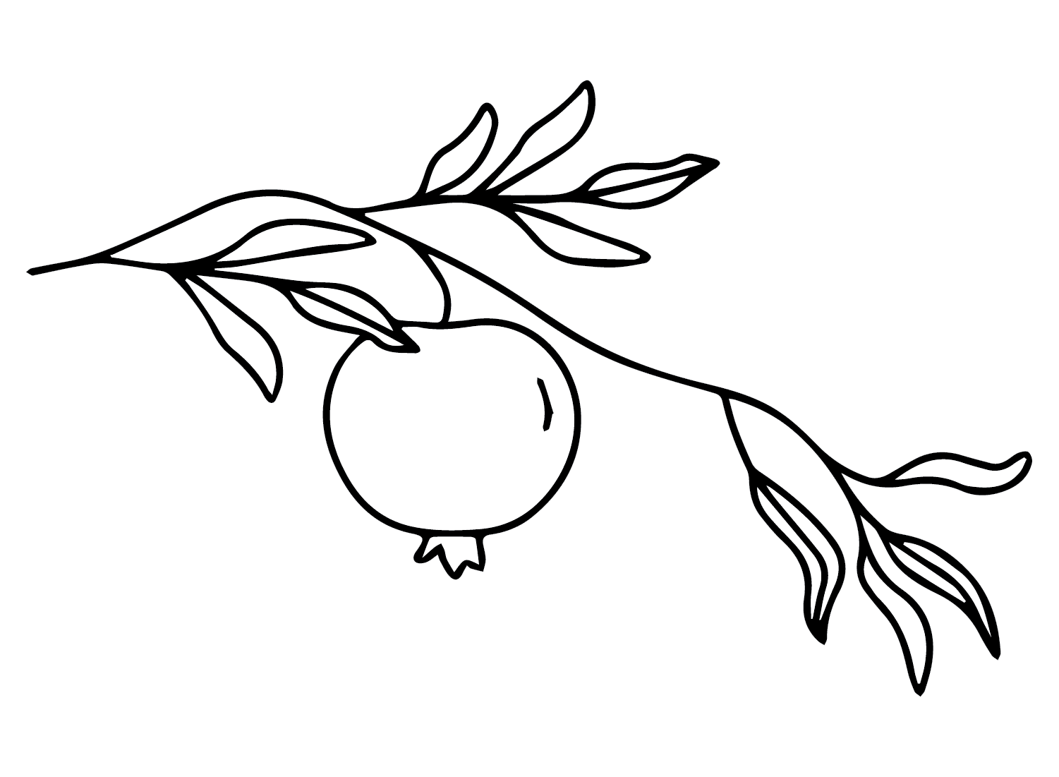 ระบายสี ทับทิมกิ่งฟรี