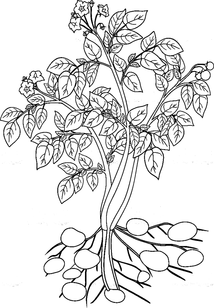 ระบายสี ต้นมันฝรั่ง