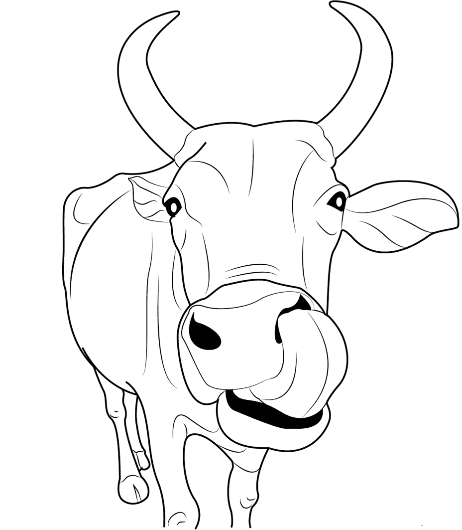 ระบายสี หน้าวัวอินเดีย