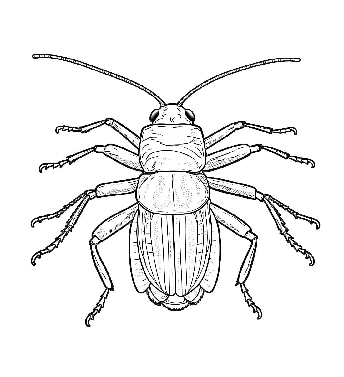 ระบายสี แมลงสาบฟรี