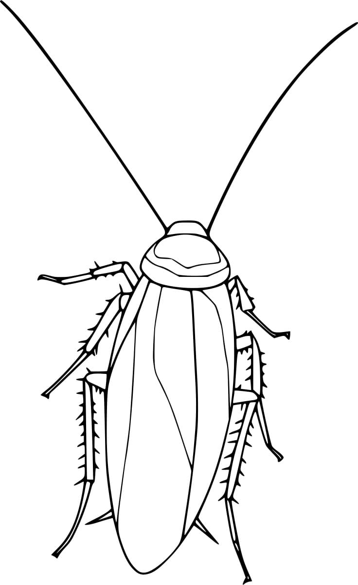 ระบายสี แมลงสาบสีน้ำตาลควัน