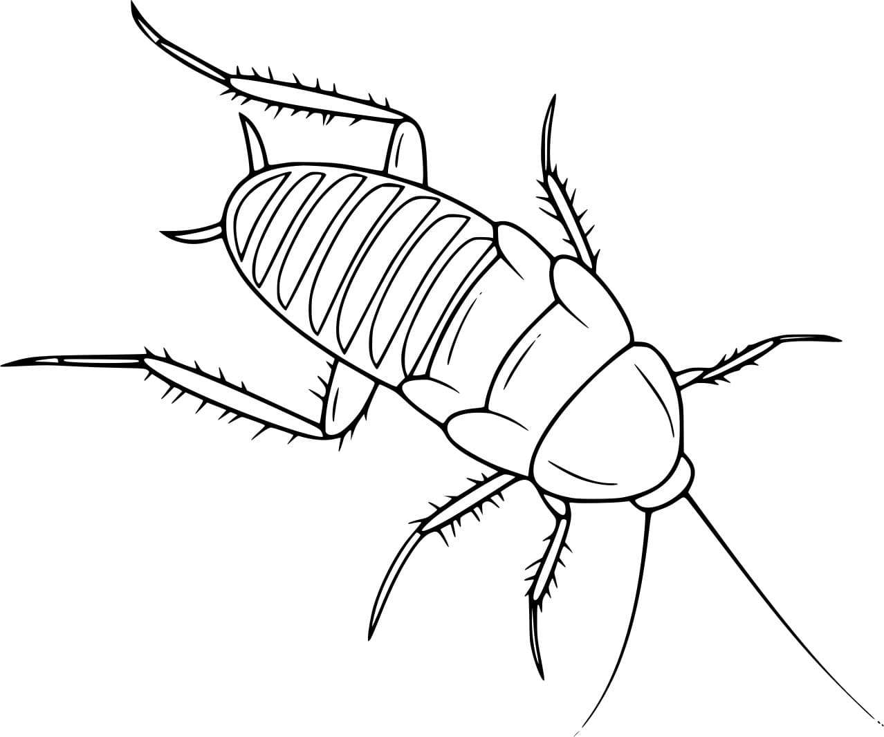 ระบายสี แมลงสาบธรรมดา