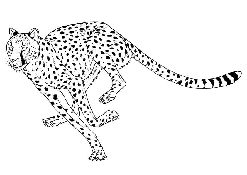 ระบายสี เสือชีตาห์สำหรับเด็กภาพ