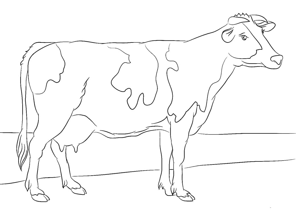 ระบายสี วัวโฮลสไตน์