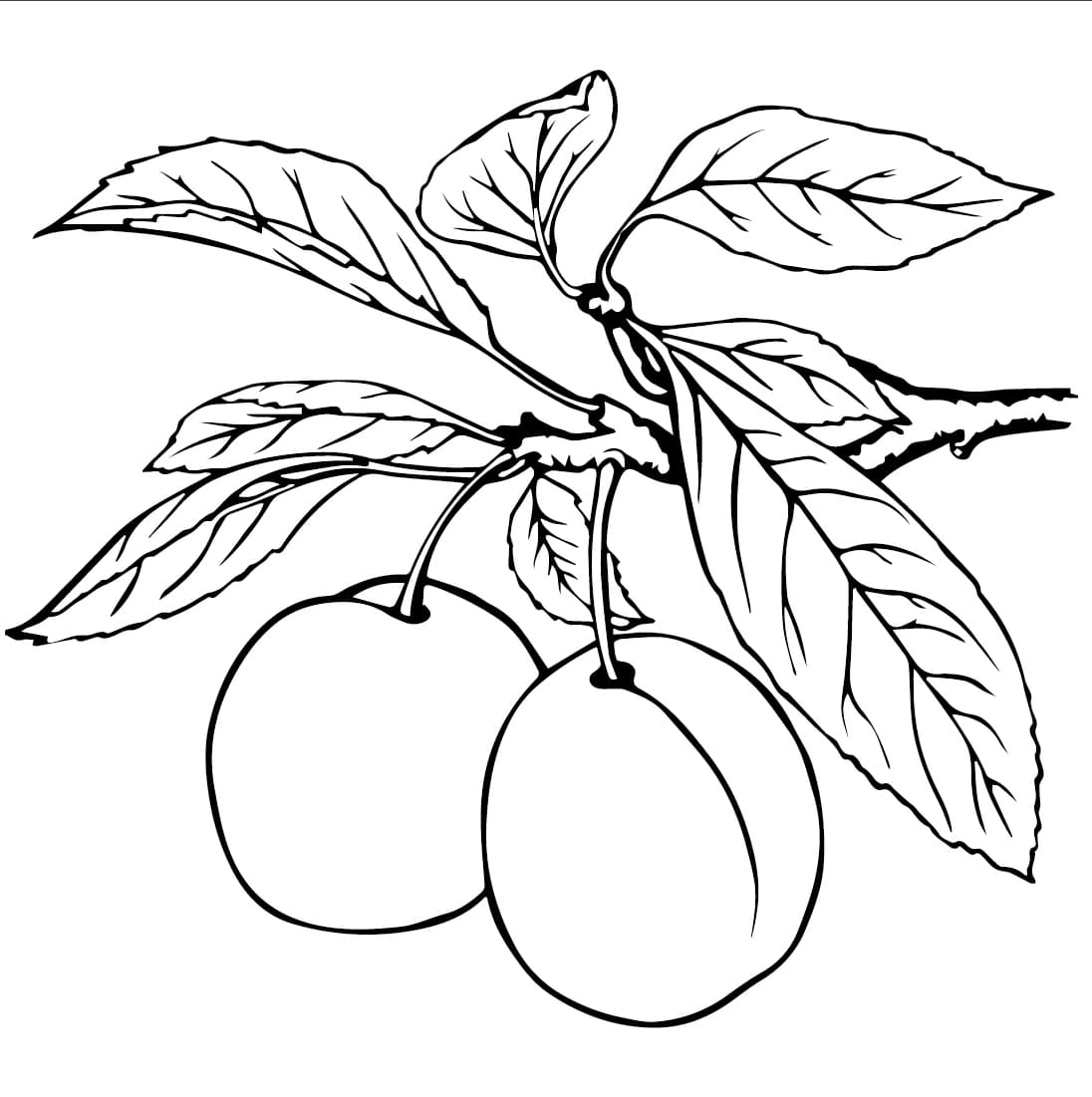 ระบายสี ลูกพลัมบนต้นไม้