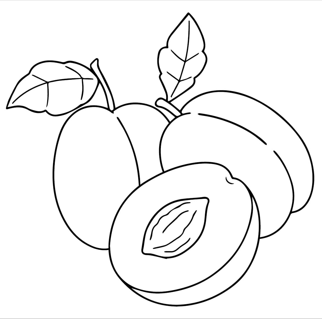 ระบายสี ลูกพลัมสำหรับพิมพ์