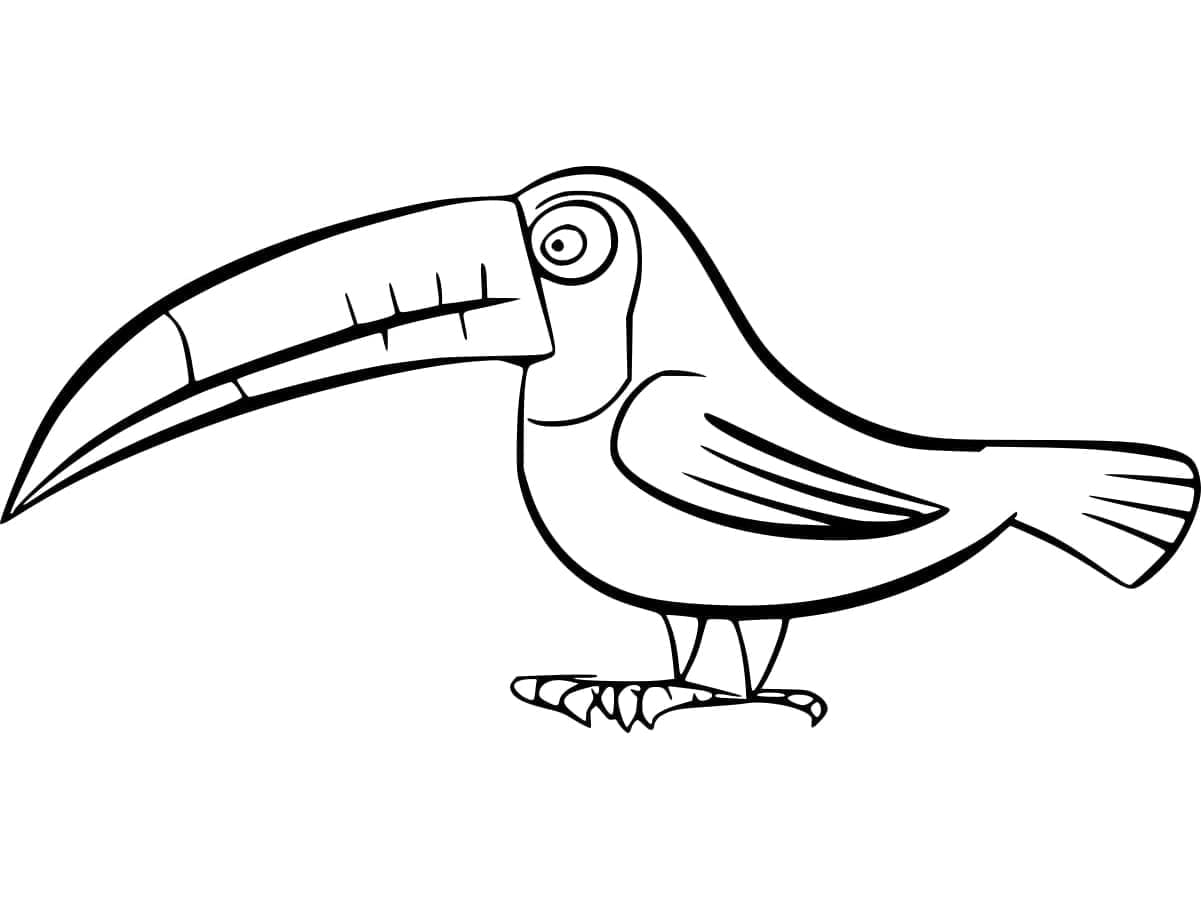 ระบายสี นกทูแคนปากจุด