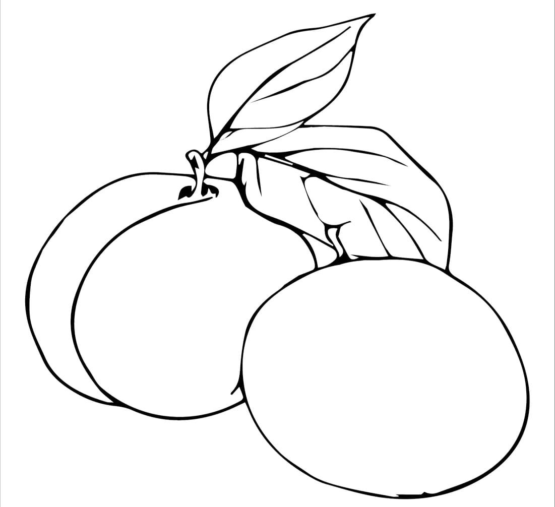 ระบายสี ภาพพิมพ์พลัม