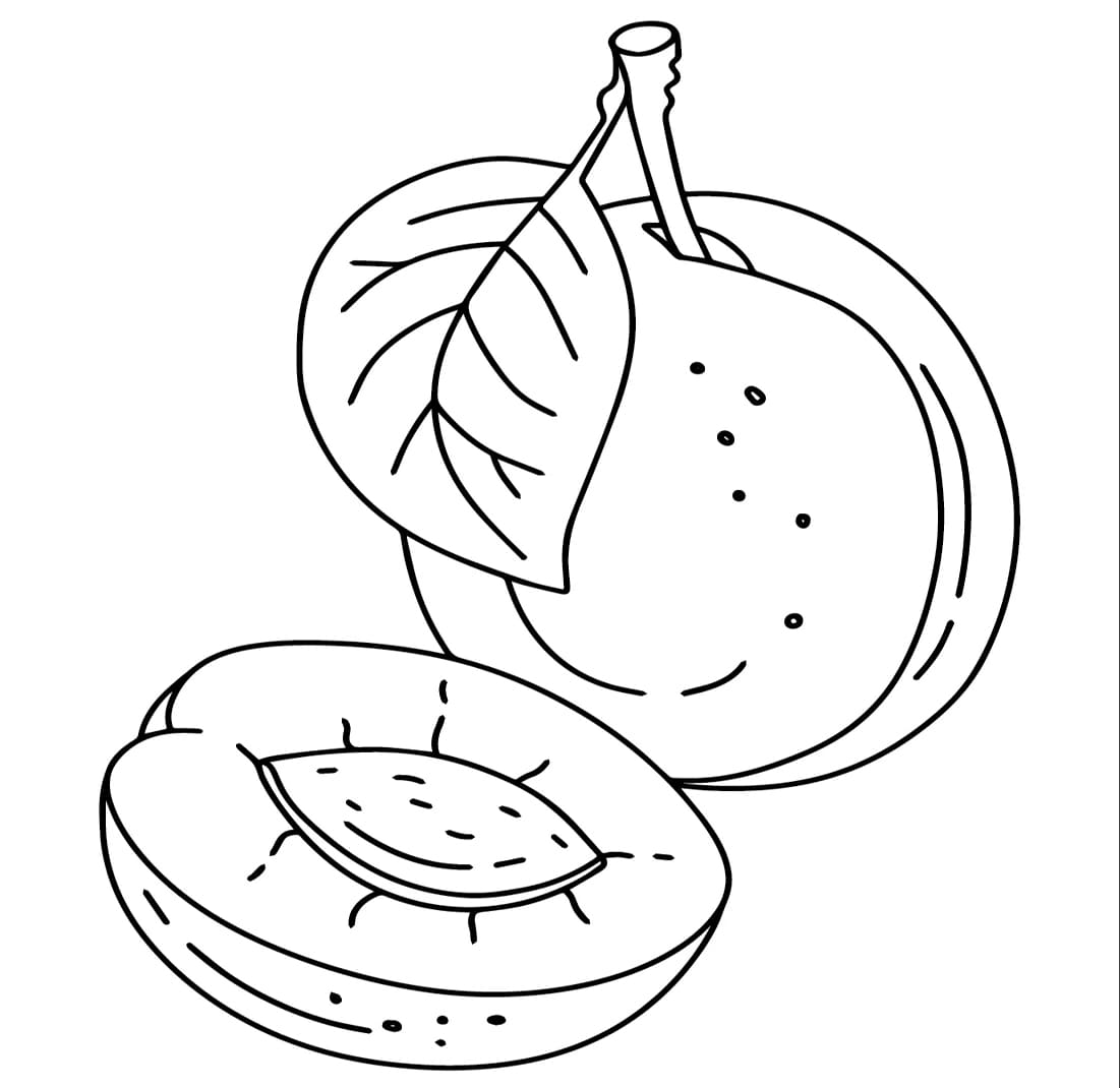 ระบายสี ภาพวาดลูกพลัม