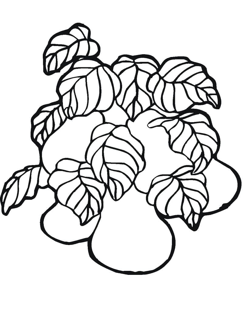 ระบายสี พิมพ์รูปลูกแพร์ฟรี