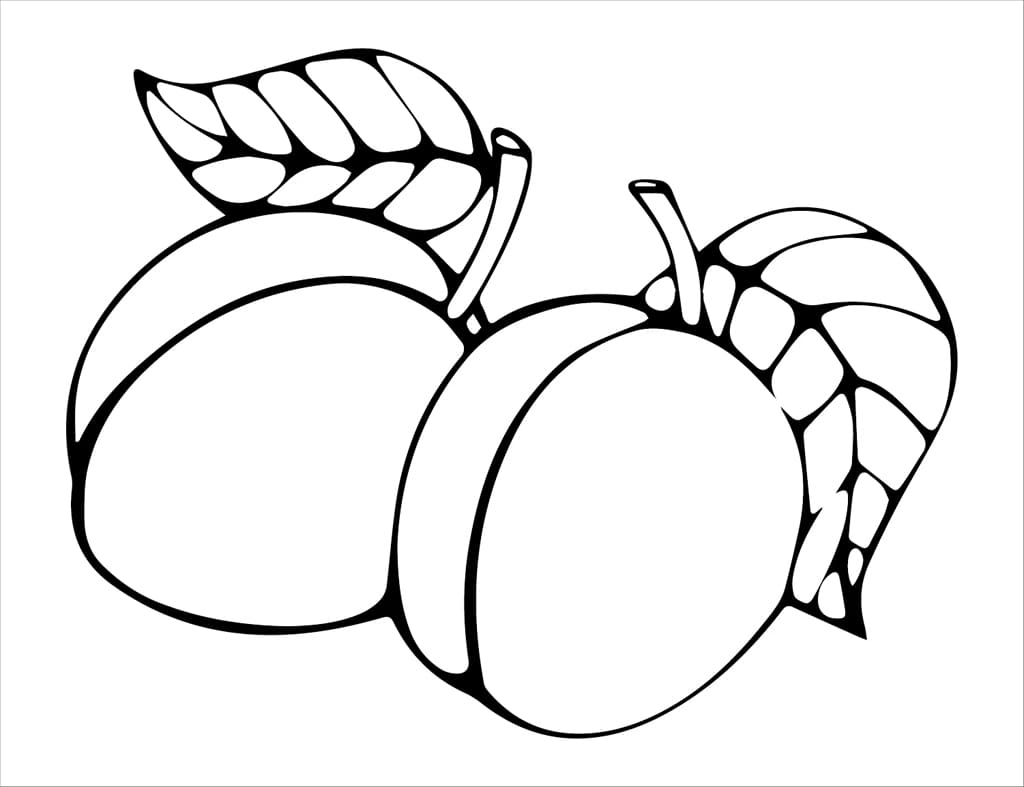 ระบายสี พลัมสำหรับพิมพ์