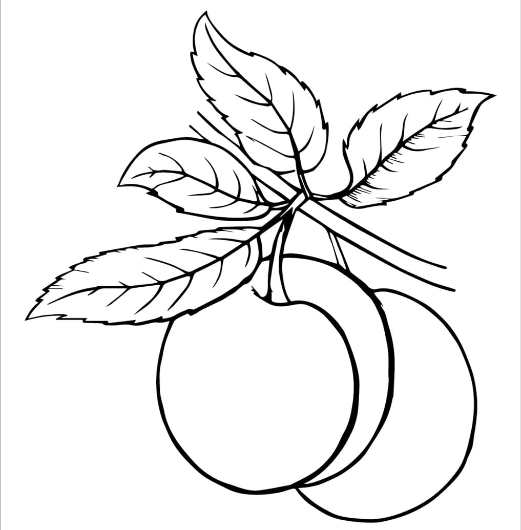 ระบายสี พลัมสองลูก