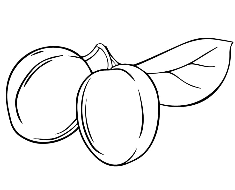 ระบายสี รูปภาพพลัม